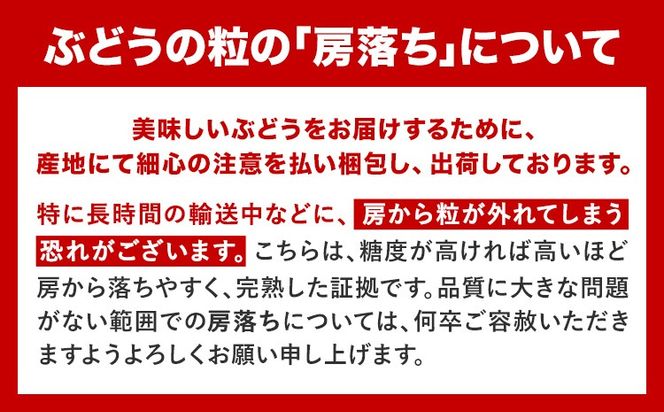 岡山県産 秀品 シャインマスカット ニューピオーネ 詰め合わせ 約1.2kg 2房 葡萄 果物 厳選出荷 スイーツ フルーツ デザート 岡山県 笠岡市《9月中旬-11月上旬頃出荷》数量限定 秋旬 種なしぶどう---kasaoka_zsy_38_12---