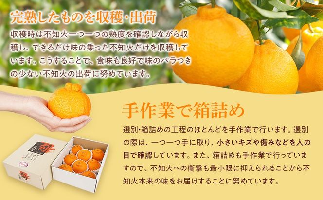 アルギット 不知火 約1.5kg 中玉 サイズ（7～8玉）| 先行予約 不知火 デコ みかん 甘い おいしい ジューシー 完熟 期間限定 数量限定 フルーツ 果物 柑橘 人気 おすすめ 高級 こだわり ギフト 旬 お取り寄せ 送料無料 和歌山 有田川町    DT013