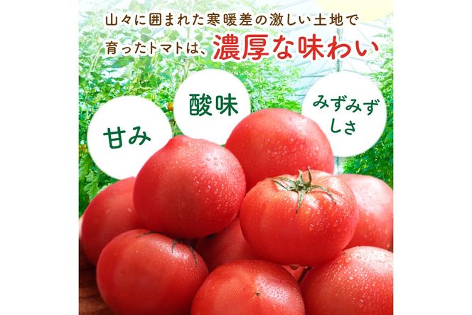 【3回定期便】京丹後産 大玉トマト・訳ありカラフルミニトマト（2026年5月中旬～発送）　MY00014