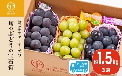ぶどう 3種詰合せ 旬のぶどうの宝石箱 約1.5kg 3房 ［おぶせファーマーズ］ 果物 フルーツ くだもの ぶどう 葡萄 ブドウ クール便 冷蔵便 令和7年産 【2025年9月中旬～10月下旬発送】 ［F-546］