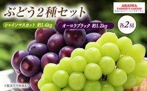 ぶどう 2026年 先行予約 シャインマスカット 約1.4kg 2房 オーロラブラック 約1.2kg 2房 葡萄 岡山県 赤磐市産 フルーツ 果物