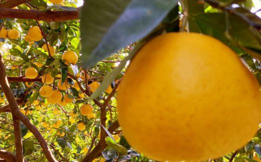 訳あり 愛南ゴールド ( 河内晩柑 )  8kg みかん 蜜柑 河内晩柑 和製 グレープフルーツ 傷 不揃い 規格外 常温 愛媛県 愛南町青果市場 発送: 4月上旬～なくなり次第終了