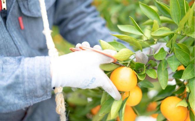 年内発送 完熟早生 有田みかん 特秀 M ～ SS サイズ 3kg 和歌山 南泰園 BS633