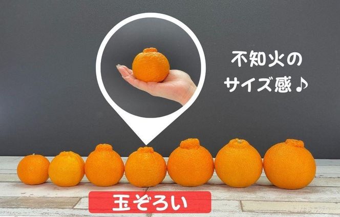 不知火 とにかく 小玉 箱込10kg (内容量約 9.2kg)  秀優品混合 和歌山県産 産地直送［みかんの会］ AX246