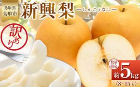【先行予約】訳あり 数量限定 鳥取県産 新興梨（しんこうなし） 約5kg （8～15玉）≪2026年10月中旬頃出荷≫ 312011_GT002