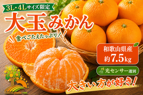 有田みかん 約7.5kg 大玉3L以上 有機質肥料100% ＼光センサー選別／ 農家直送 