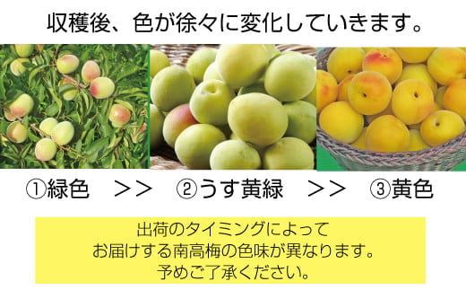 【梅干・梅酒用】（LまたはM－2Kg）熟南高梅  (秀優混合)  /梅 フルーツ 梅酒 生梅 南高梅 完熟  果物 くだもの 食品 人気 おすすめ 送料無料 和歌山 ※2027年6月上旬～7月上旬頃発送予定 ※沖縄・離島への配送不可【art012B】