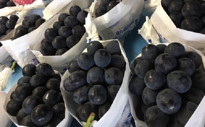 ぶどう 2026年 先行予約 ひらた農園 岡山県産 加温ハウス栽培 ニューピオーネ 約2kg（3～5房） 果物 ぶどう フルーツ 