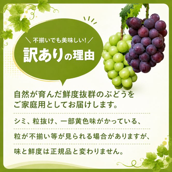 訳あり ぶどう 瀬戸ジャイアンツ 約2kg 3～5房 高梁市産 2026年 先行予約 化粧箱 葡萄 ブドウ うめづぶどう園