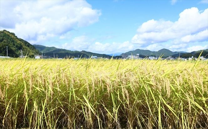 によどブルー米 5kg×2袋（コシヒカリ）