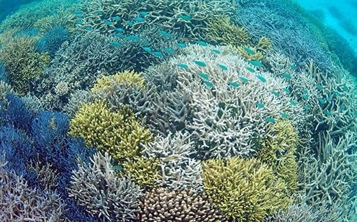 さんごの楽園プロジェクト(さんごの苗植え付け2本)【 海 海底 アクテビティ さんご サンゴ礁 サンゴ 自然 酸素 海を守る 守る SDGs 地球 地球保全 保全活動 森林 オアシス 石西礁湖 地球温暖化 環境 石垣島沖 さんご苗 苗 旅行 ツアー 海景色 海洋 海辺 海中 石垣島 石垣 沖縄 沖縄県 島 自然 】 SY-1