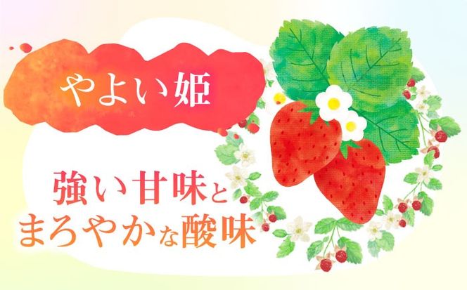 朝摘み 愛知県産 完熟やよい姫 約250g×4パック いちご やよい姫 完熟 愛西市/くぼ苺農園[AECJ003]