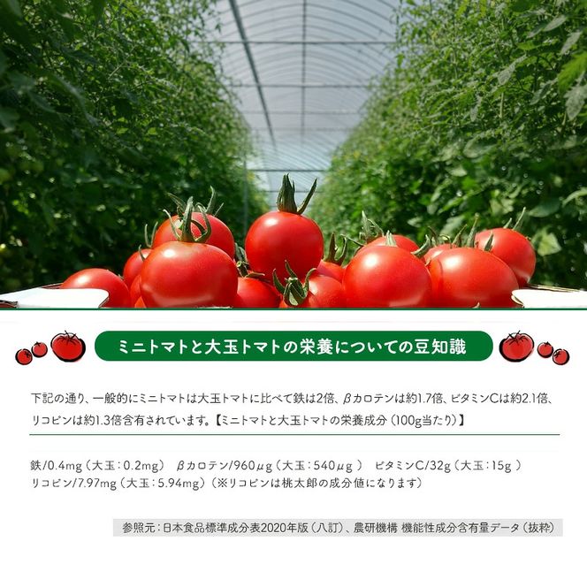 【2026年産】ミニトマト ジュース (北海道 仁木町産 ミニトマト[エコスイート]100%) 1L×12本 無塩・無糖・保存料無添加【栽培期間中 農薬・化学肥料不使用 】 野菜飲料 ジュース トマト [Farm Watanabe]
