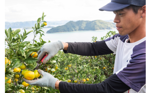 【先行予約】【数量限定】田縁農園の完熟不知火（しらぬい）2kg ※離島への配送不可 （2026年3月20日より順次発送） IKTA029