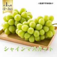 【2026年先行予約】 ぶどう 岡山県産 シャインマスカット 1kg箱（2～3房） 《2026年10月中旬-11月下旬頃出荷》 葡萄 ブドウフルーツ 果物 スイーツ 数量限定 期間限定 岡山 里庄町 ブドウ ぶどう