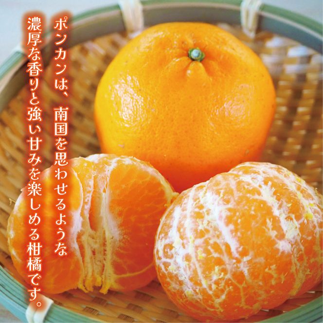 数量限定 順次発送 お試し用 訳あり ポンカン 3kg 7000円 みかん mikan 蜜柑 ミカン わけあり ぽんかん 産地直送 国産 農家直送 糖度 期間限定 特産品 ゼリー ジュース アイス 冷凍 みかん 等に 人気 限定 甘い フルーツ 果物 柑橘 ジューシー 小玉 含む 規格外 サイズ ミックス お試し 試供品 お試し品 少量 吉田農園 愛南町 愛媛県
