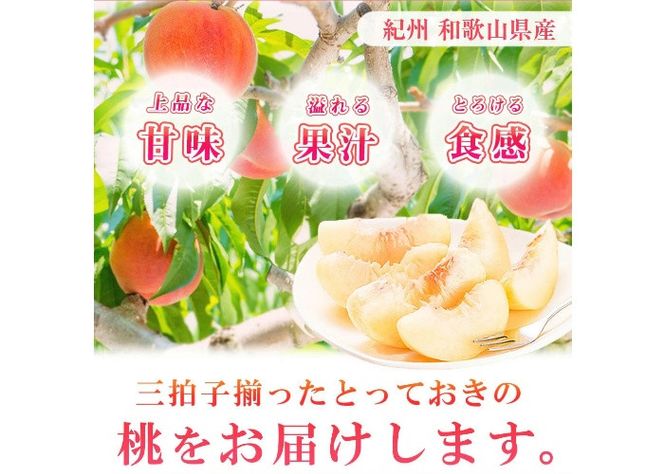 紀州和歌山産の桃　１５玉　化粧箱入 ※2026年6月下旬頃〜2026年8月上旬頃順次発送（お届け日指定不可） 【uot780A】