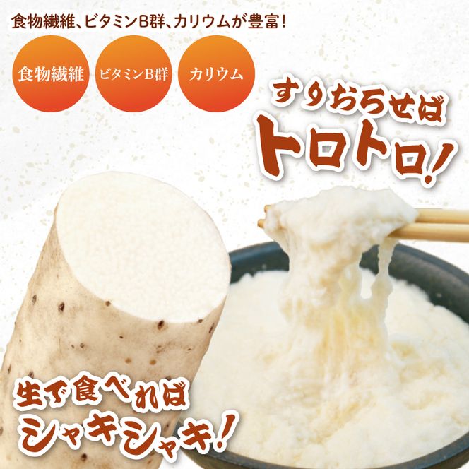 【2025年12月より順次発送】風間商店さんのながいも 約5kg(10～12本)｜ながいも いも 芋 長芋 野菜 やさい 人気 美容 健康 腸活 味噌汁 天ぷら 茨城県 行方市 行方市産(HO-2)
