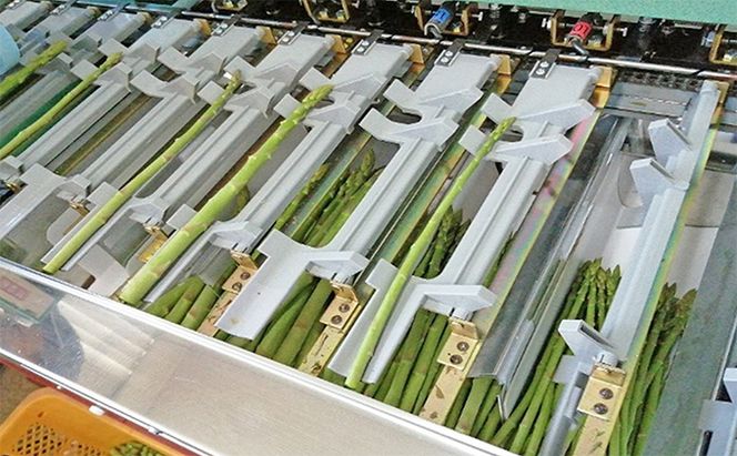 砂川さんの特選 アスパラ 1kg 2Lサイズ【さぬきのめざめ】 アスパラガス 冷蔵便 野菜 甘い 美味しい グリーンアスパラ 1万円 10000円 肉厚 野菜セット 新鮮 旬 とれたて お取り寄せ 小分け BBQ 自宅用 家庭用 