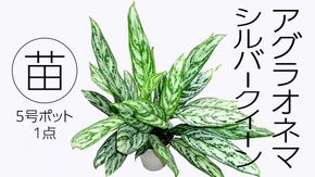 アグラオネマ シルバークイーン 5号ポット 1点 家庭 で 園芸 鉢植え 苗 庭木 果樹 ガーデニング 植物 確実園 観葉植物 インテリア 植木鉢 [BG016us]