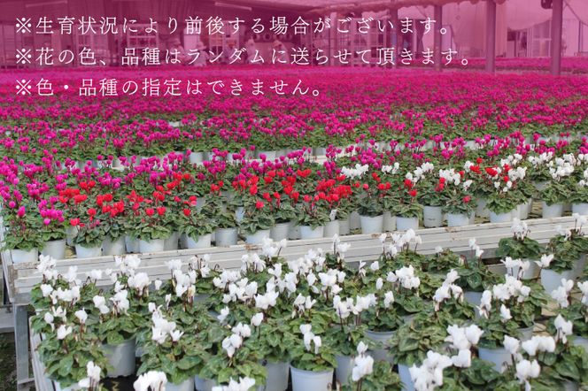 【2026年11月より順次発送】須貝花園 ミニシクラメン(3.5号鉢) 15鉢セット｜シクラメン ミニシクラメン 花 季節の花 セット 須貝花園 先行予約 茨城県 行方市(C-1)