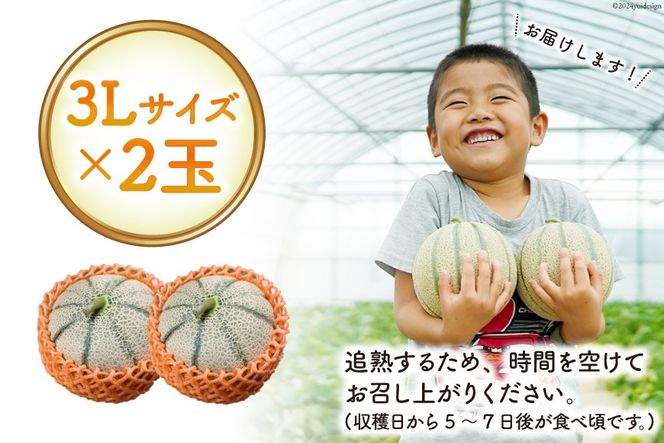 AI112 【令和7年度出荷分】島原赤肉メロン「マルセイユ」 3L × 2玉 [ メロン めろん マルセイユ 赤肉 フルーツ 果物 小原商店 長崎県 島原市 ]