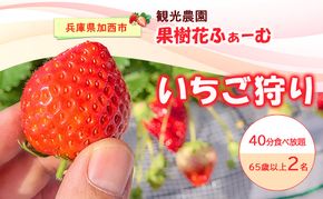 いちご狩り40分食べ放題 65歳以上2名 いちご狩り 食べ放題 40分 いちご イチゴ 苺 観光 レジャー 兵庫県 加西市