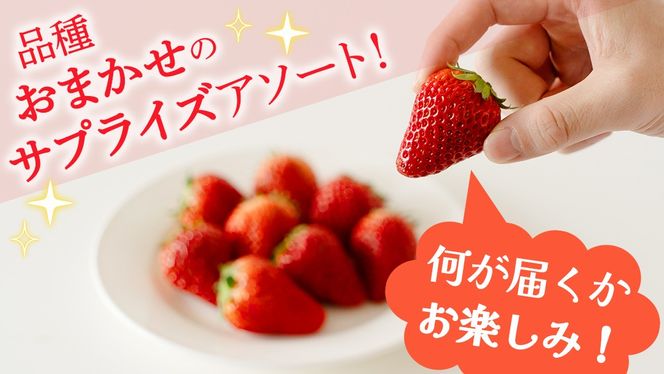 ＼選べる 内容量・発送方法／旬ないちご品種おまかせ 約250g×2パック または 4パック 単品・定期便 3か月 6か月【2026年12月から発送開始】（茨城県共通返礼品 [いちご]：城里町産） 果物 くだもの フルーツ イチゴ 苺 旬 品種おまかせ 人気