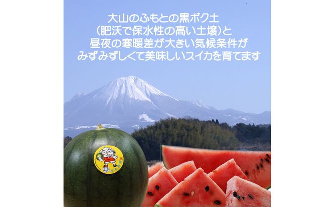 【先行予約】黒皮小玉スイカ 訳あり 鳥取県北栄町産 農家指定（こちらの返礼品は、大栄西瓜ではありません） 313726_CK006