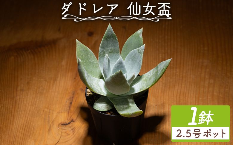 ブリトニー(仙女盃) ダドレア - 多肉植物 植物 ベンケイソウ科 単頭タイプ ブリトニー インテリア ナチュラル 自然 グリーン 観葉植物 おしゃれ 癒し かわいい Succulent field サキュレントフィールド 高知県 香南市 常温 cc-0002