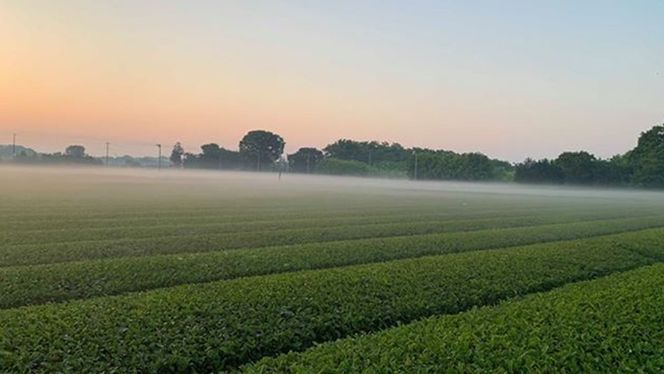 牛久産 お茶 ４品詰め合わせ 煎茶 やぶきた茶 飲み比べ 美味しい おいしい セット 詰め合わせ お取り寄せ 詰め合わせ お土産 贈り物 ギフト 国産 茨城 自家栽培 [AX009us]