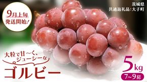ゴルビー 5kg (7～9房)【2026年9月上旬発送開始】(茨城県共通返礼品：大子町) ぶどう ブドウ 葡萄 果物 フルーツ 果実 