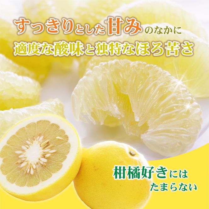 【先行予約】土佐文旦（大玉：2L～5L 混合）約10kg 〈2027年2月中旬〜発送〉/ 土佐文旦発祥の地 産地直送 家庭用 贈答用 文旦 10キロ 約14～21玉 大玉 特大 3l 4l ぶんたん ブンタン【株式会社とさもん】