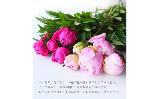 【母の日】ピンクシャンパーニュ＜お届け日：2026年5/4～5/10 当店おまかせ ＞母の日カード付き【 母の日 ギフト アレンジ 花 贈り物 大阪府 門真市 】 272230_BG124