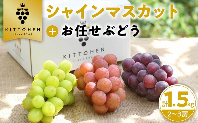 【2026年発送】シャインマスカット＋お任せぶどう 約1.5kg（2～3房） 232238_SS006
