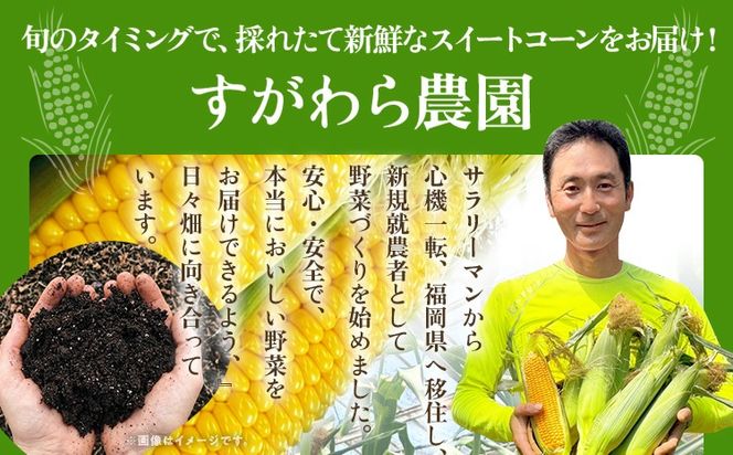 とうもろこし スイートコーン 3kg（6~9本）野菜 コーン スーパースイートコーン 採れたて 糖度20度 【2026年5月下旬頃より順次発送予定】
