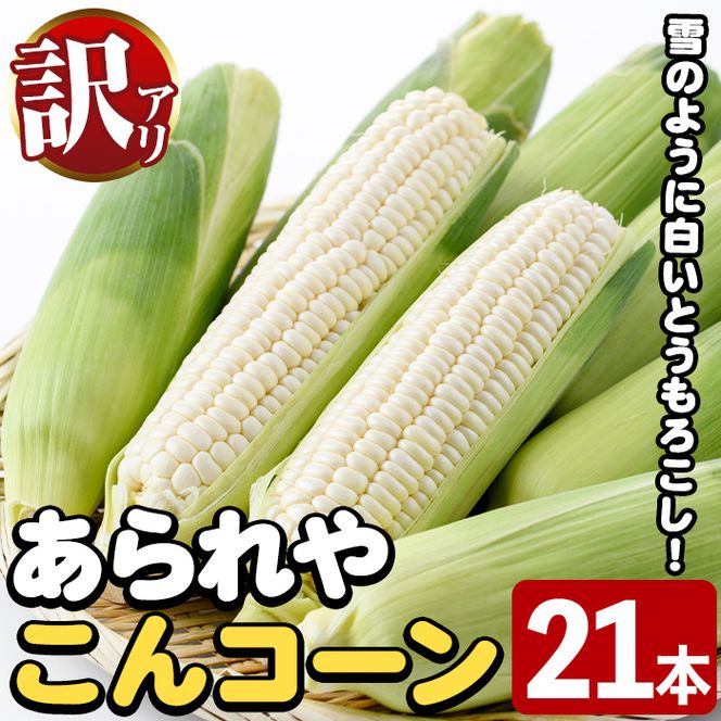 ＜先行予約受付中！2026年6月中旬以降順次発送予定＞訳あり！白いとうもろこし「あられやこんコーン」(21本) 国産 トウモロコシ 玉蜀黍 ホワイト コーン 野菜 糖度 夏 イネ科 数量限定 期間限定 訳アリ 旬 【うとさんち】akn067-11