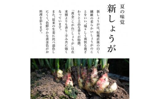 【CF-R7hbk】SNS004　高知県産ハウス黄金新しょうが4kg - しょうが ショウガ 生姜 坂田信夫商店 新生姜 新鮮  黄金しょうが 高知 国産 生姜焼き しょうが湯 ふるさとのうぜい 故郷納税 16000円 返礼品