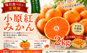 香川讃岐の毎月食べたい定期「小原紅みかん 2kg」2ヶ月定期便