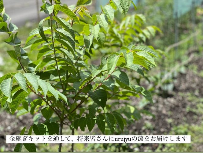 金継ぎキット urujyu' s kintsugi SEED 金継ぎ キット スターターセット