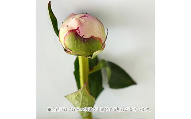 【母の日】ピンクシャンパーニュ＜お届け日：2026年5/4～5/10 当店おまかせ ＞母の日カード付き【 母の日 ギフト アレンジ 花 贈り物 大阪府 門真市 】 272230_BG124