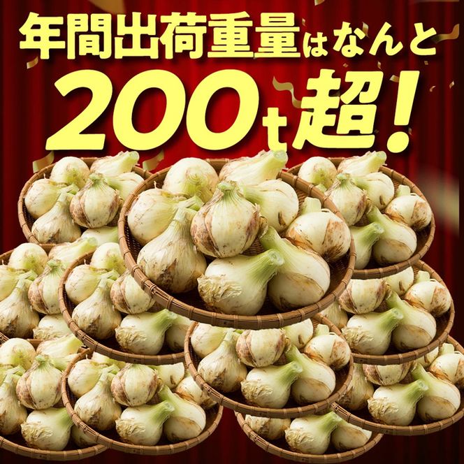 【新玉ねぎ】今井ファームの淡路島たまねぎ「かくし玉」 2kg【発送時期2026年4月下旬～5月頃】