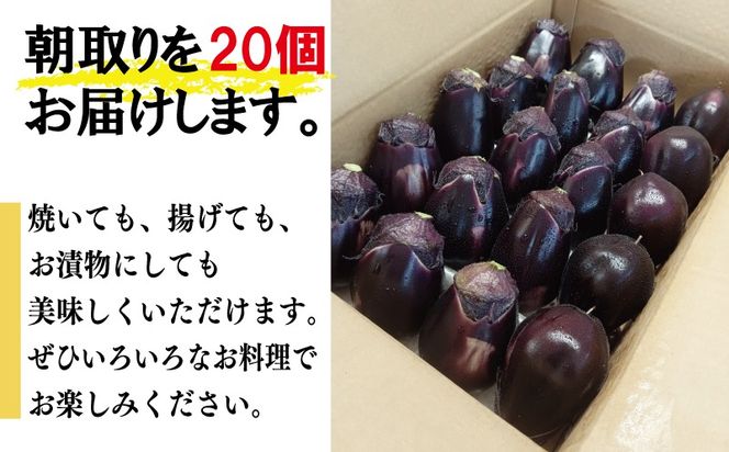 099H4104o 【お歳暮対応】泉州 泉佐野市産 ハウス水なす 20個【茄子 泉佐野産 とれたて 新鮮野菜 やさい 高評価】