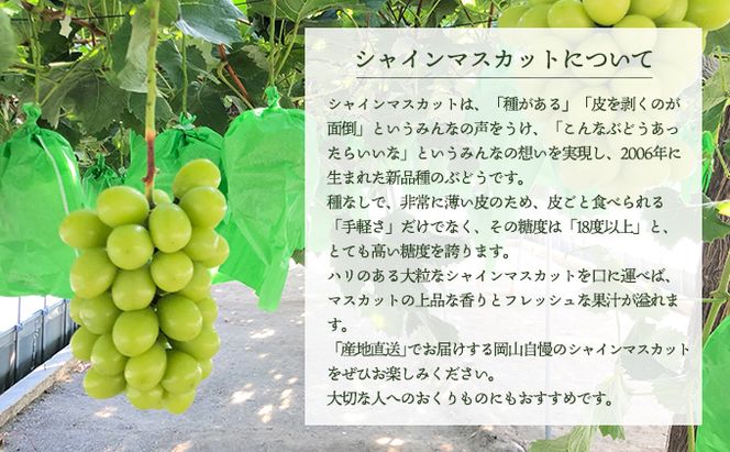 ぶどう 2026年 先行予約 シャイン マスカット 3～4房 約2.0～2.5kg 秀品 ブドウ 葡萄 岡山 赤磐市産 国産 フルーツ 果物 ギフト 果物類 デザート 食後 産地直送 大房 甘い 種なし 皮ごと 大粒 