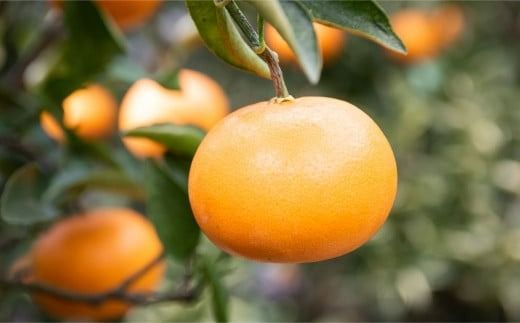 【先行予約】【家庭用】せとか 10kg ※離島への配送不可 （2026年3月5日より順次発送） IKTA038