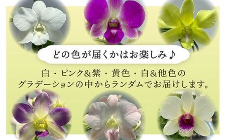 【 30セット 限定 】 デンファレ （ 洋蘭 ） 5本 立ち 《糸島》【和饗エコファーム株式会社】 蘭 洋蘭 デンファレ 花 インテリア お祝い 贈り物 [AVI003]