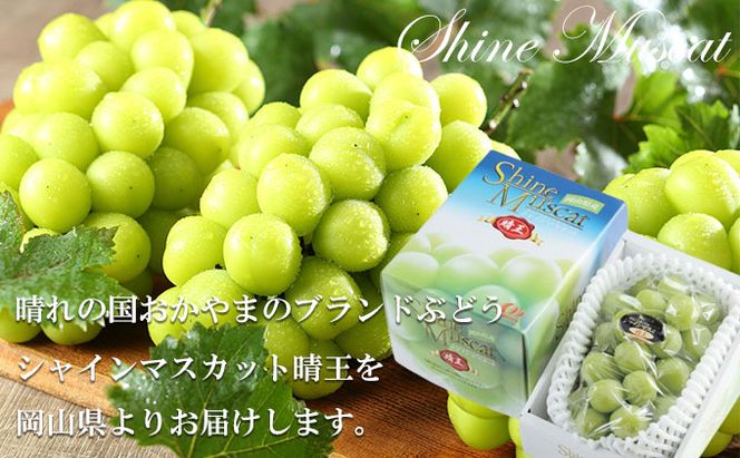 ぶどう 2026年 先行予約 シャイン マスカット 晴王 約700g×1房 ブドウ 葡萄  岡山県産 国産 フルーツ 果物 ギフト シャインマスカット 美しい 大粒 種なし 弾力 高糖度 甘い 