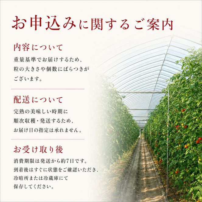 2027年発送 先行受付[栽培期間中 農薬・化学肥料不使用] 北海道 仁木町産 ミニトマト エコスイート 1.2kg×2箱 サイズ混載 トマト 野菜 [Farm Watanabe]