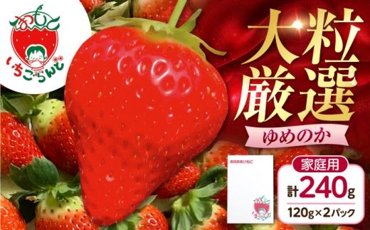 いちご ゆめのか 120g×2パック / 苺 果物 フルーツ 甘い 産地直送 冷蔵 人気 おすすめ 高知 土佐市 家庭用【松本いちごらんど】[BQDQ001] [BQDQ001]