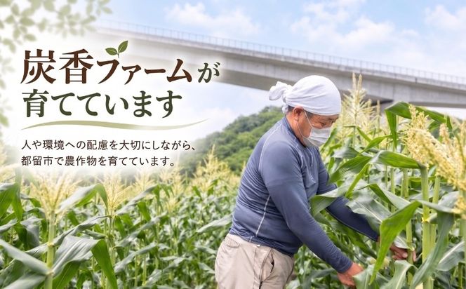 【2027年 先行予約】山梨県都留市産 ゴールドラッシュ 10～12本｜ 新鮮 朝採れ もぎたて発送 甘い とうもろこし トウモロコシ 産地直送 送料無料【炭香ファーム】 FC001